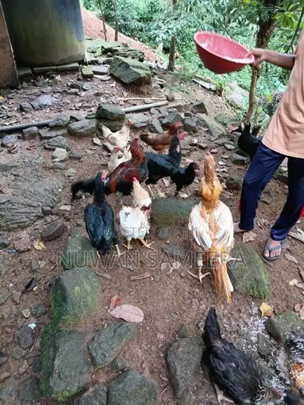 Farm Chicken