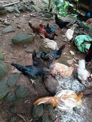 Farm Chicken