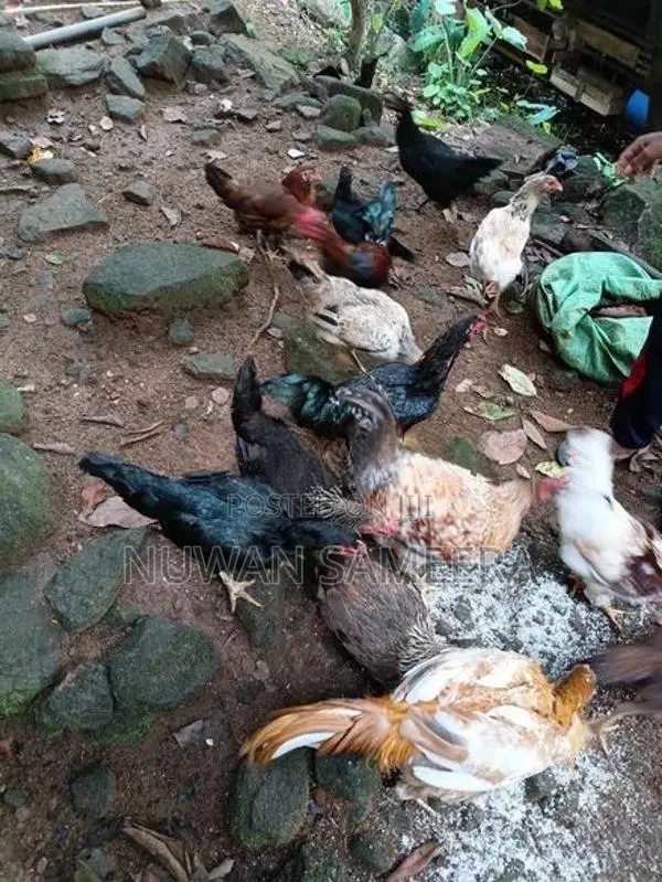 Farm Chicken