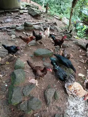 Farm Chicken