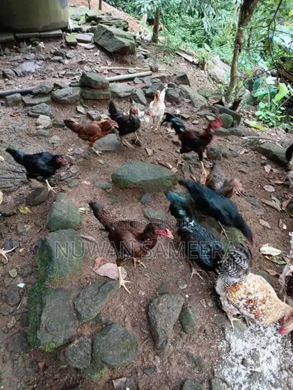 Farm Chicken