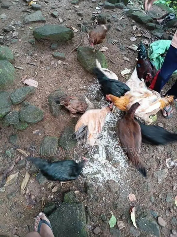 Farm Chicken