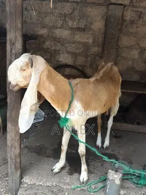 யமுனா பாரி ஆடு