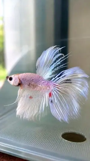 Crown Tail Veil Cross Breed Sakura Betta