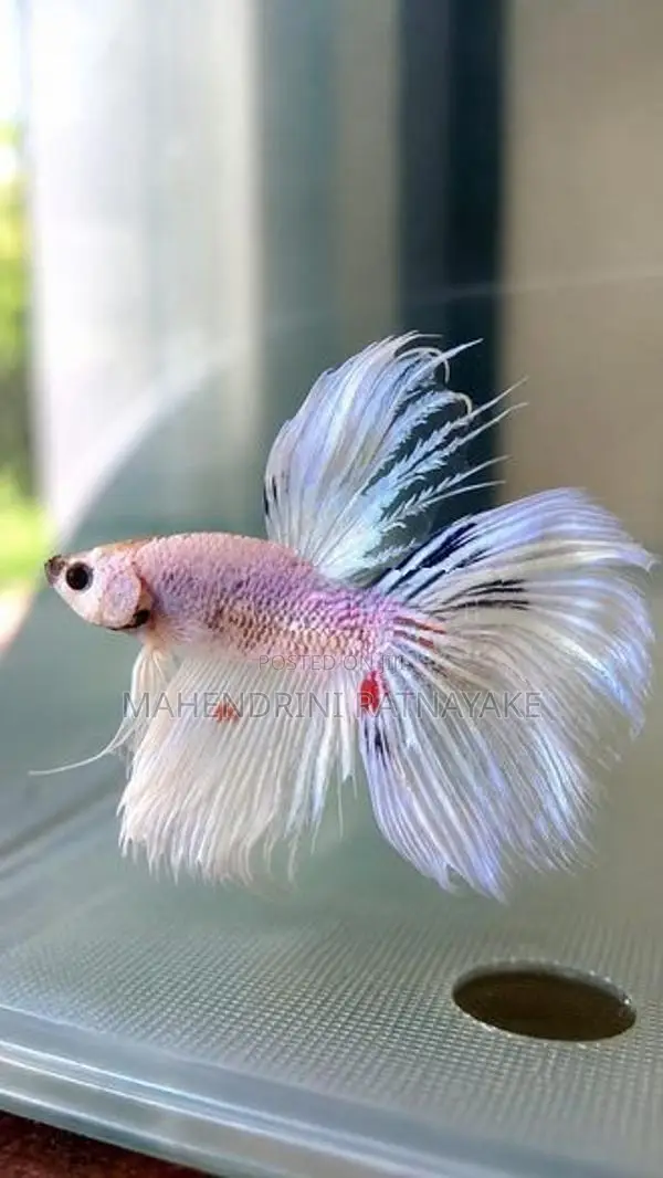 Crown Tail Veil Cross Breed Sakura Betta