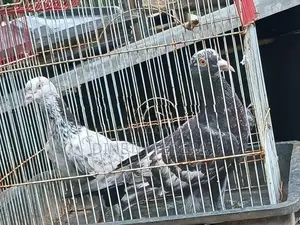 Timing Pigeon