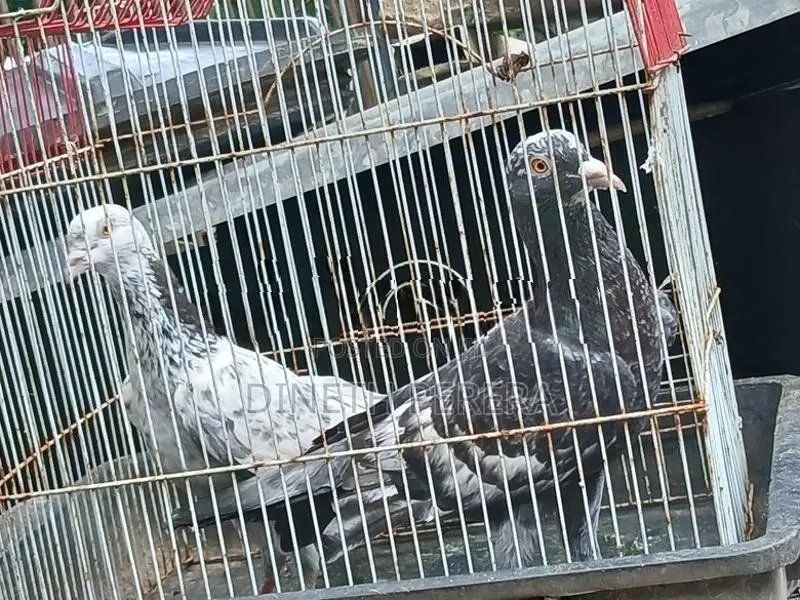 Timing Pigeon