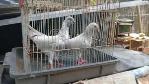 Timing Pigeon