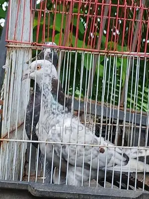 Timing Pigeon
