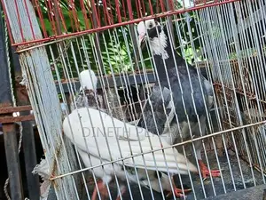 Timing Pigeon