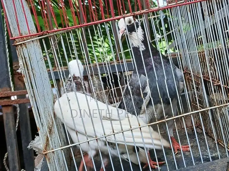 Timing Pigeon