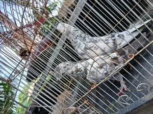 Timing Pigeon