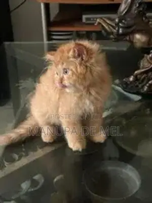 Persian Cat