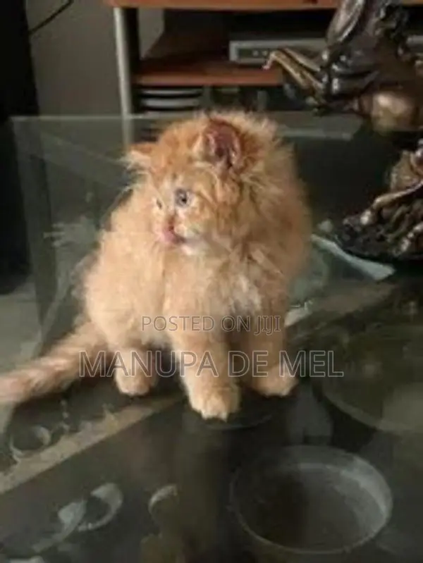 Persian Cat