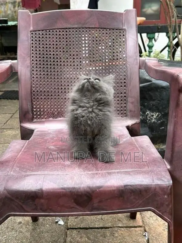 Persian Cat
