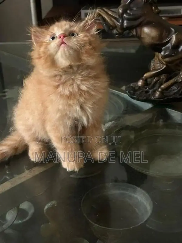 Persian Cat