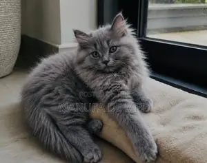 Persian Cat