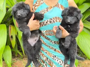 Lion Shepherd Puppies