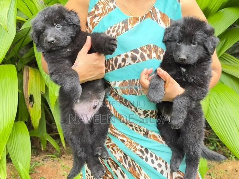 Lion Shepherd Puppies