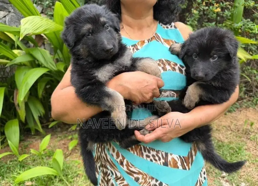 Lion Shepherd Puppies