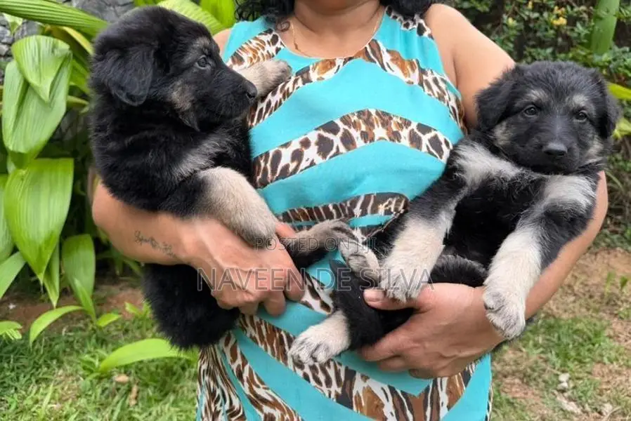 Lion Shepherd Puppies