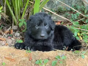 Lion Shepherd Puppies