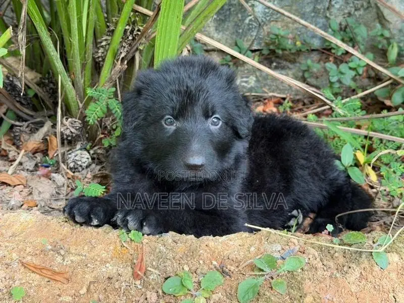 Lion Shepherd Puppies