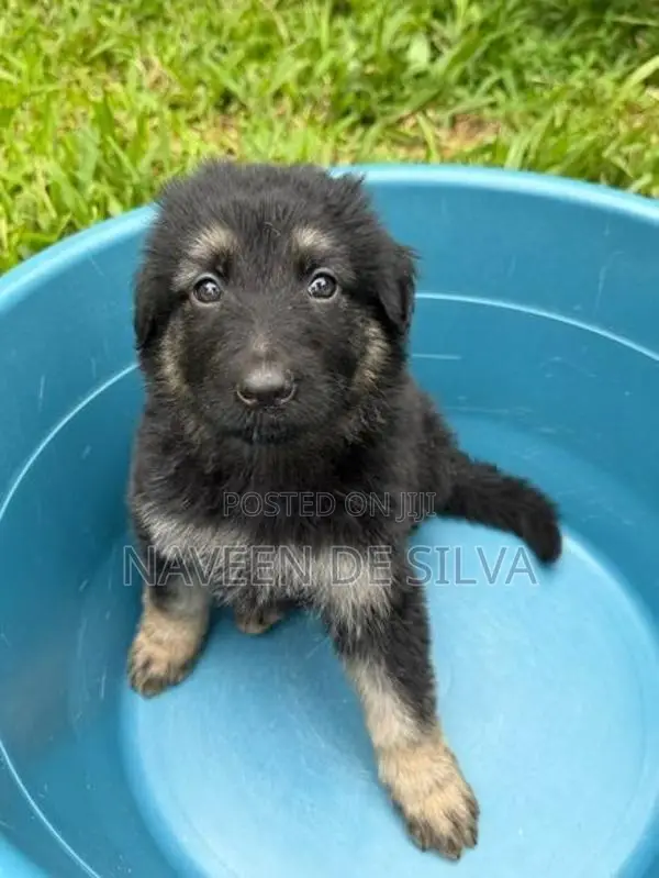 Lion Shepherd Puppies