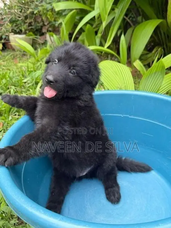Lion Shepherd Puppies