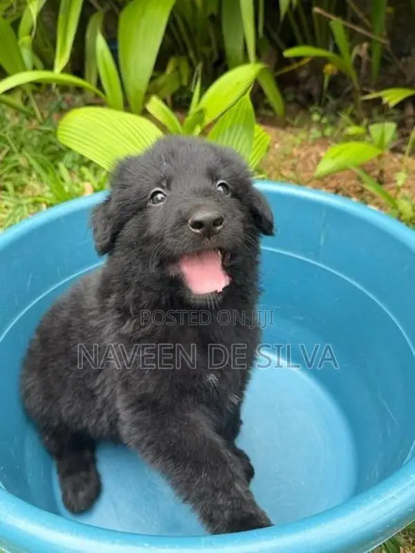Lion Shepherd Puppies