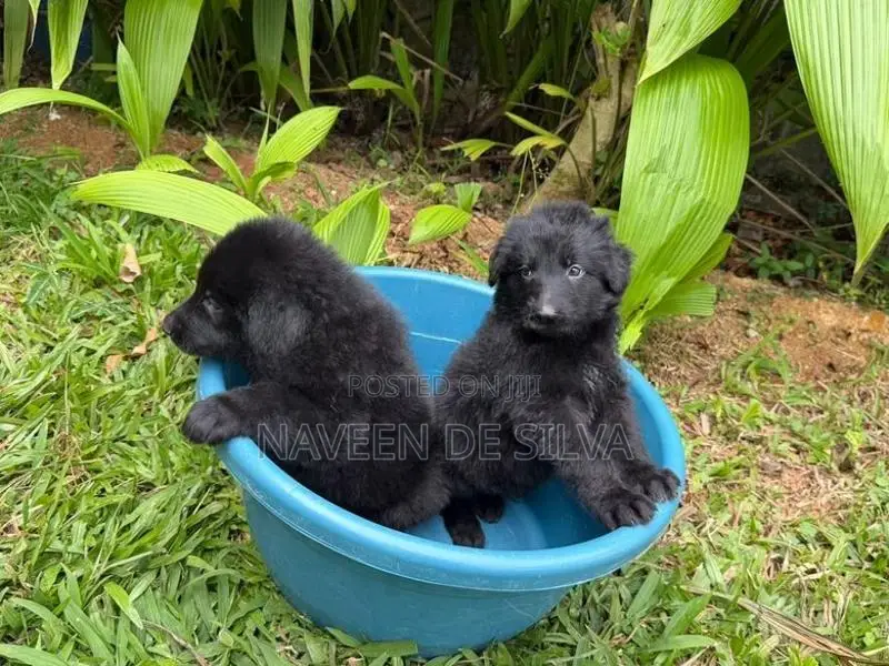 Lion Shepherd Puppies