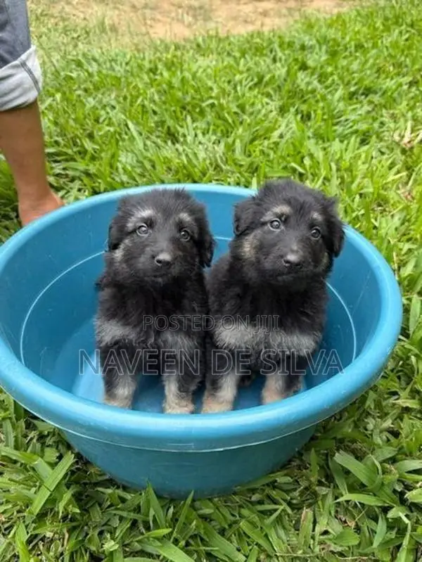 Lion Shepherd Puppies