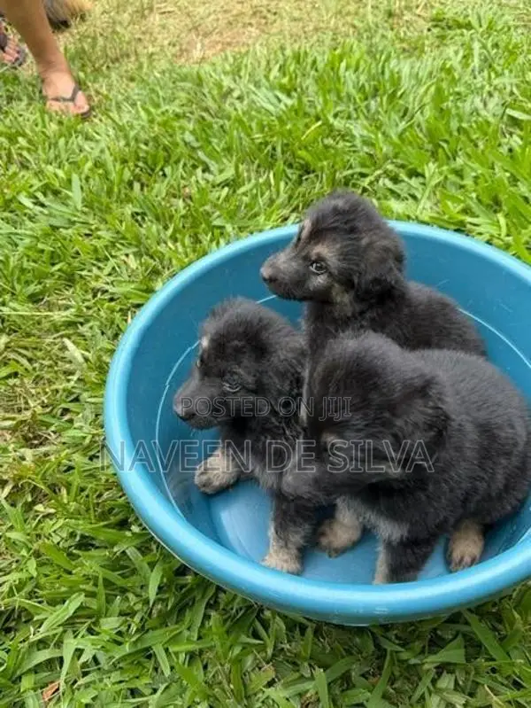 Lion Shepherd Puppies