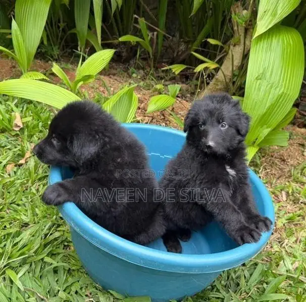 German Shepard Puppies