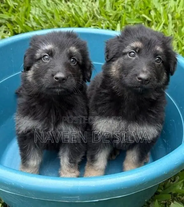 German Shepard Puppies