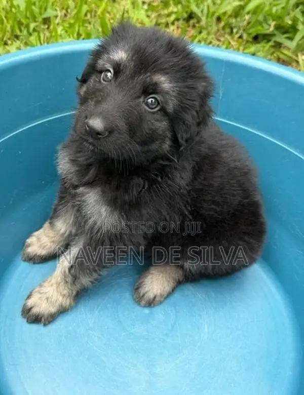 German Shepard Puppies
