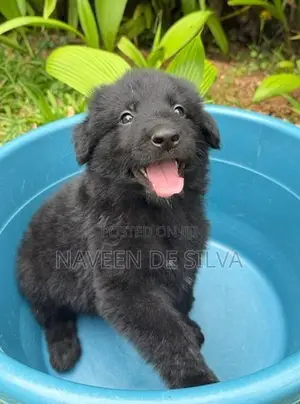 German Shepard Puppies