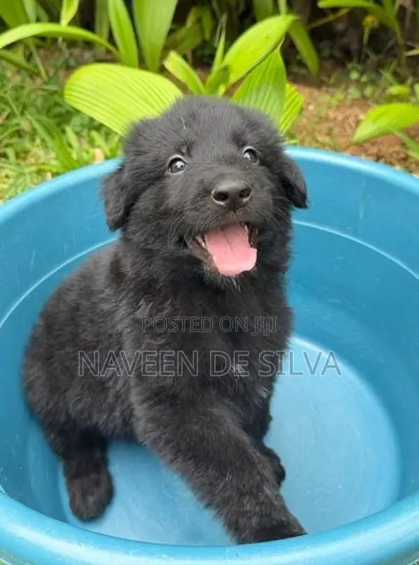 German Shepard Puppies