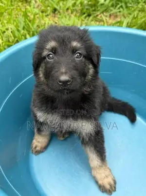 German Shepard Puppies