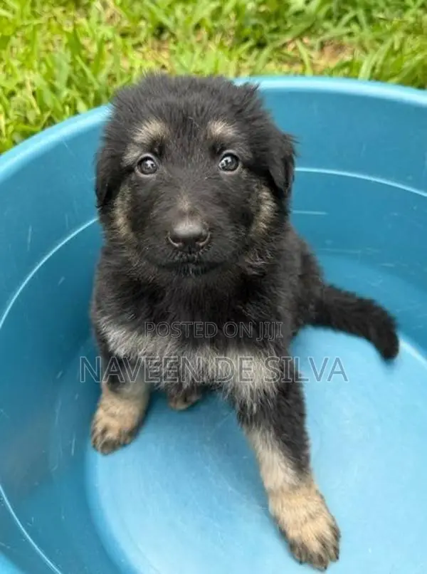 German Shepard Puppies