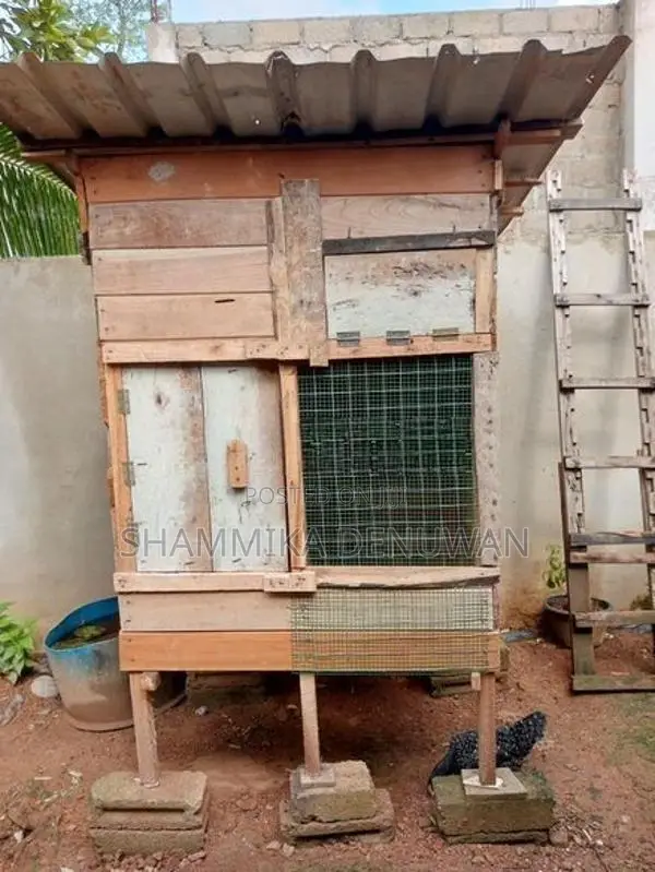 Pigeons Cage