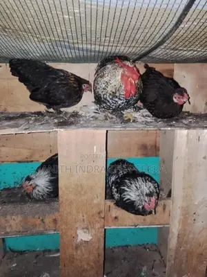 Pentum Cocks with Hens