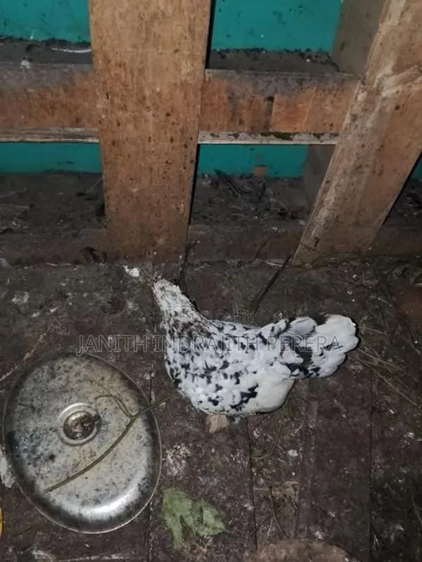 Pentum Cocks with Hens