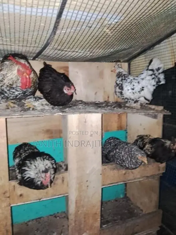 Pentum Cocks with Hens