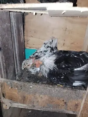 Pentum Cocks with Hens