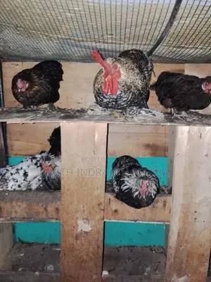 Pentum Cocks with Hens