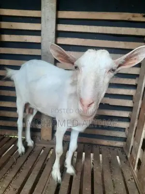 சானன் ஆடு