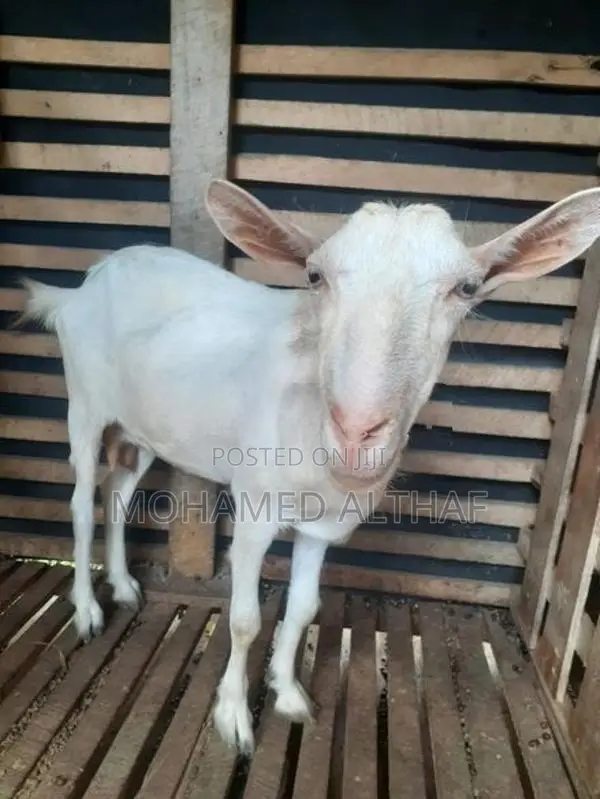 சானன் ஆடு