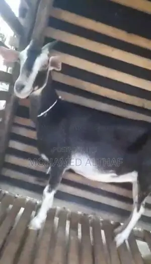 சானன் ஆடு