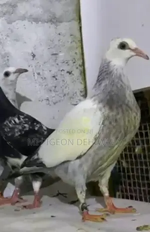 Pigeons